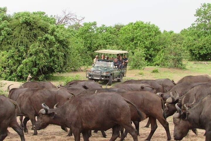 Chobe National Park Full-Day Safari: Elephants, Big Five & Chobe River Cruise photo 4