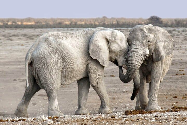 Chobe National Park Full-Day Safari: Elephants, Big Five & Chobe River Cruise
