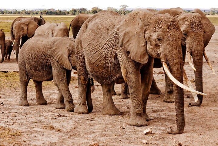 Chobe National Park Full-Day Safari: Elephants, Big Five & Chobe River Cruise photo 6