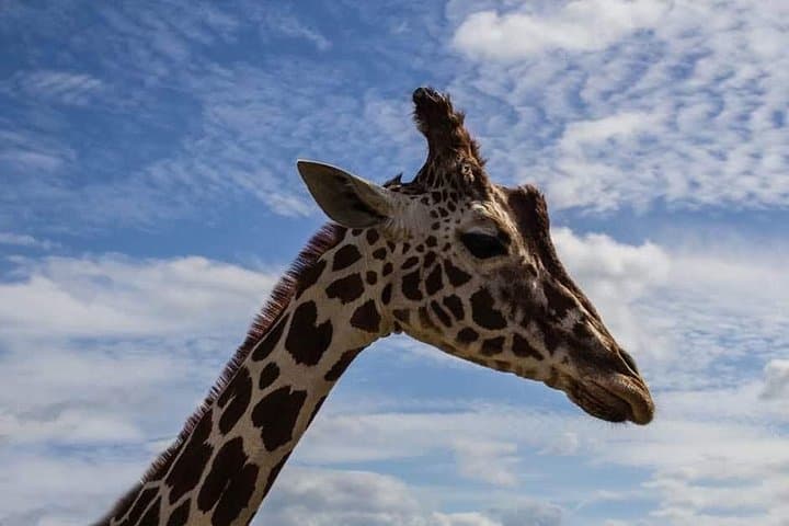 Chobe River Majestic Wildlife Cruise: Exclusive Boat Safari from Kasane photo 4