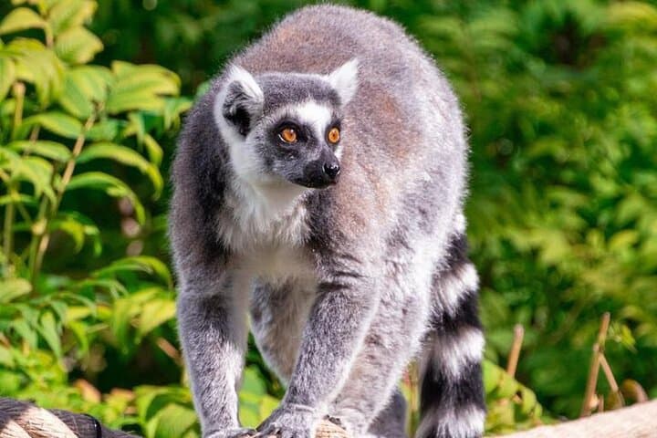 Calgary Zoo (Wilder Institute) Admission — Zones, Tips & Visitor Guide photo 4