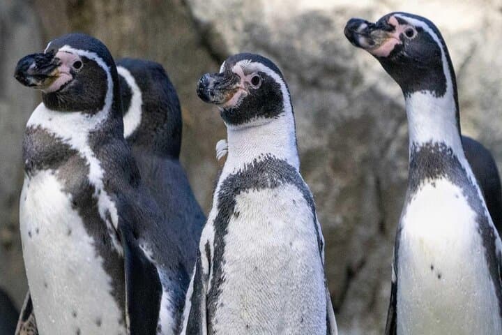 Calgary Zoo (Wilder Institute) Admission — Zones, Tips & Visitor Guide photo 5