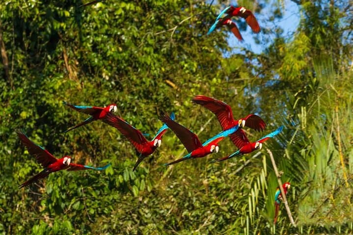 Manu Jungle Expedition: 3-Day Manu National Park Lodge Adventure from Cusco photo 2