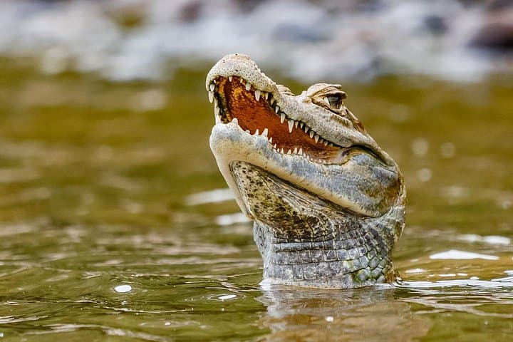 Manu Jungle Expedition: 3-Day Manu National Park Lodge Adventure from Cusco photo 3