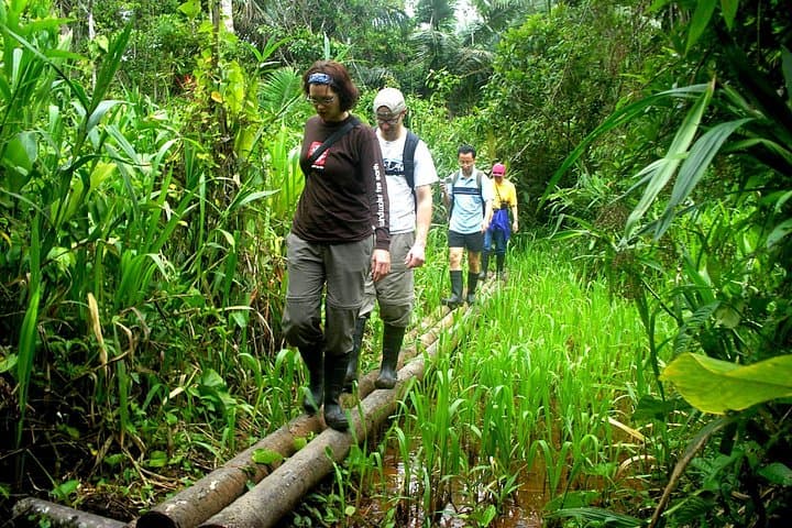 Manu Jungle Expedition: 3-Day Manu National Park Lodge Adventure from Cusco photo 5