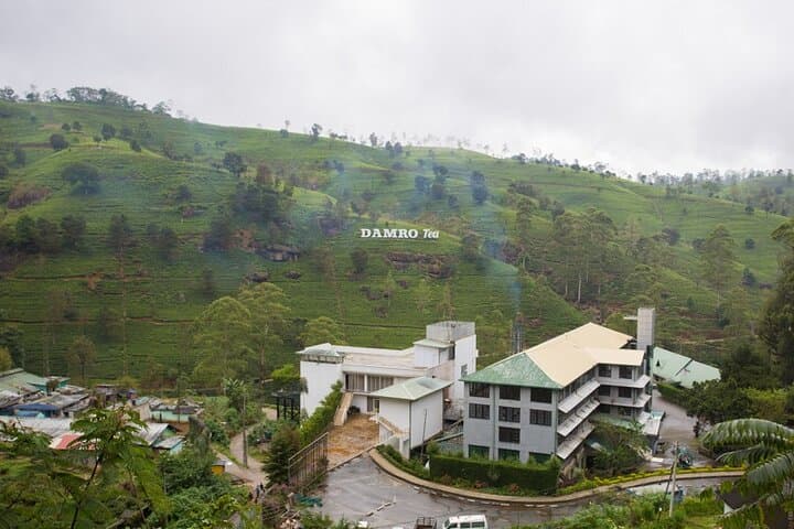 Private Day Tour to Nuwara Eliya from Kandy — Damro Labookellie Tea & Eagle's Viewpoint