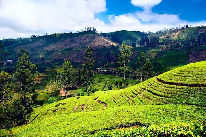 Private Day Tour to Nuwara Eliya from Kandy — Damro Labookellie Tea & Eagle's Viewpoint photo 2
