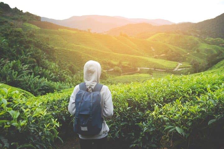 Cameron Highlands Private Nature Day Trip from Kuala Lumpur photo 2