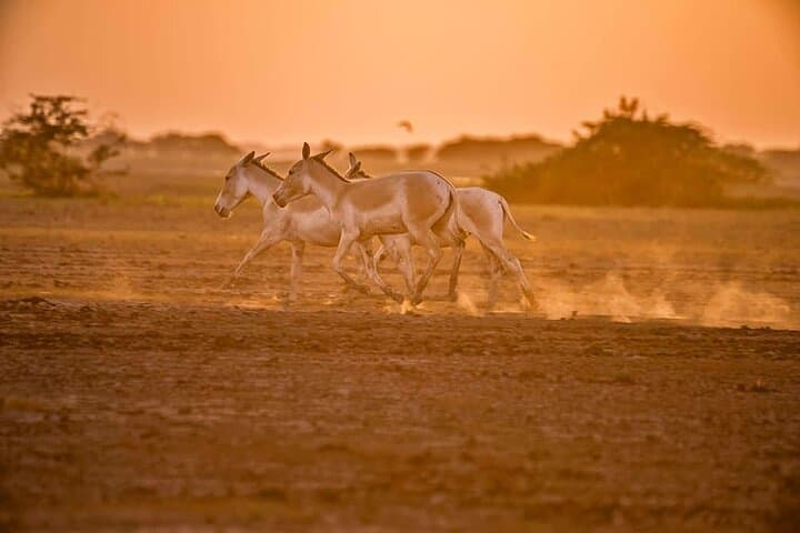 Gujarat Archaeological and Natural Wonders: 7-Day Extension from Ahmedabad photo 2