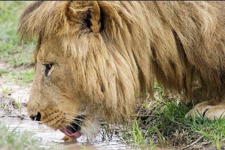 Tarangire Day Safari: Elephants, Baobabs & Big-Game Viewing from Arusha photo 6