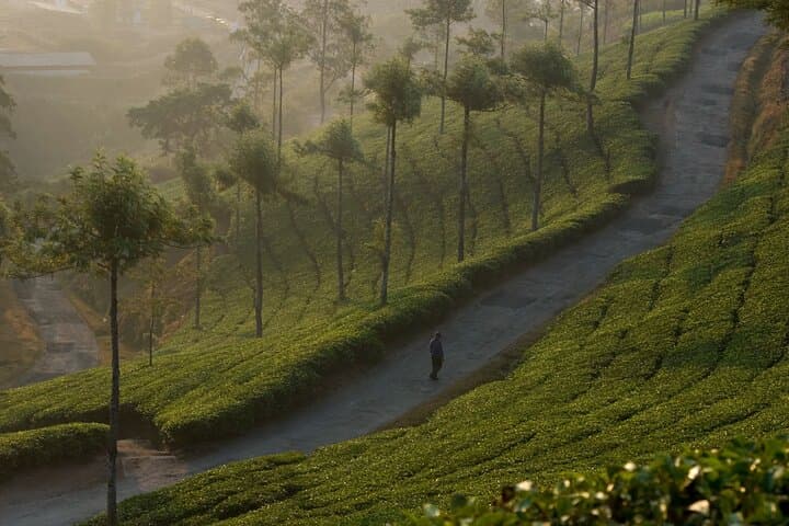 Munnar 3-Day Private Sightseeing from Madurai — Tea Estates, Eravikulam & Mattupetty photo 6