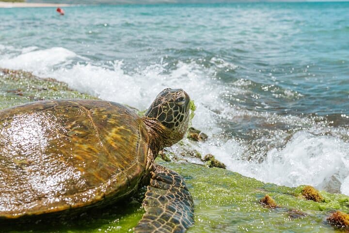 Cruising Oʻahu’s North Shore in a Vintage VW Campervan: Turtle Spotting and Coastal Vibes photo 3