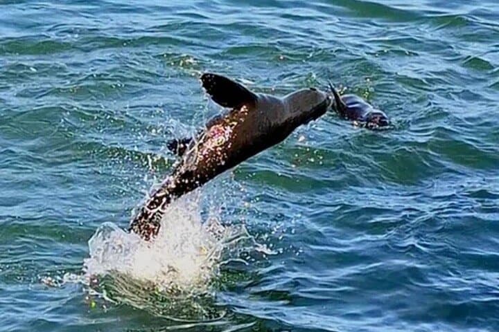Catamaran, Kayak & Sandwich Harbour: Full-Day Coastal Adventure from Swakopmund