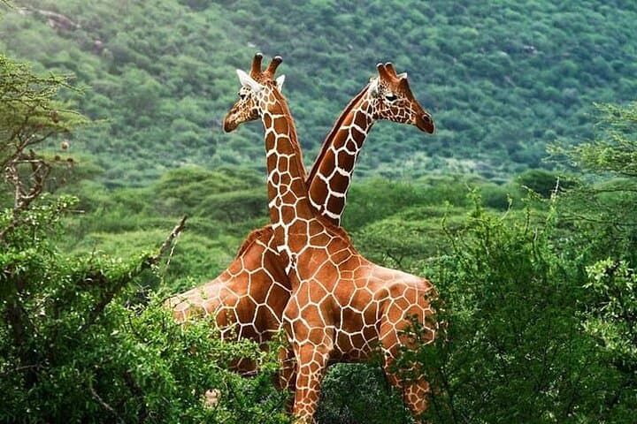 Early Morning Safari at Nairobi National Park: Wildlife and City Skyline in One Adventure
