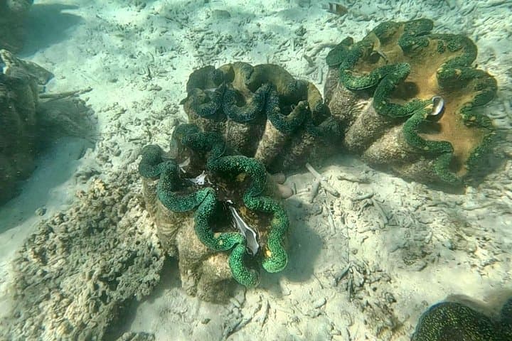 Moso Blue Cave Day Tour: Snorkel the Luminous Limestone Cavern Near Port Vila photo 3