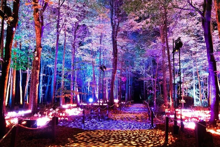 Forbidden Forest Experience Brisbane: Harry Potter Night Trail Tickets & Tips photo 6