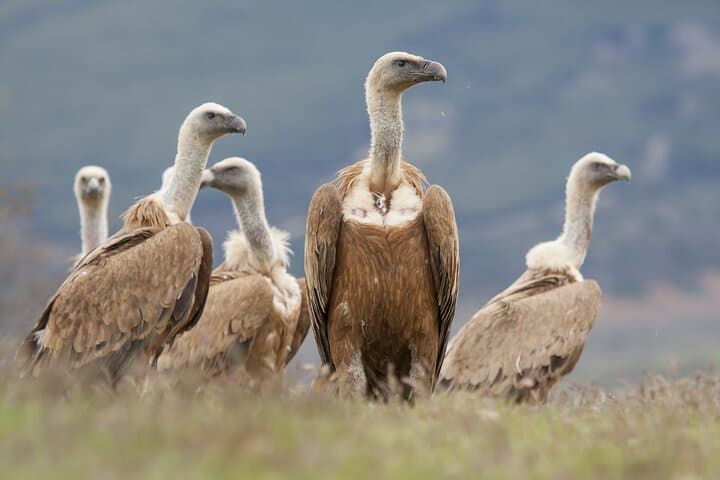 Explore Bulgaria's Wild Heart: Guided Nature & Wildlife Tours from Sofia