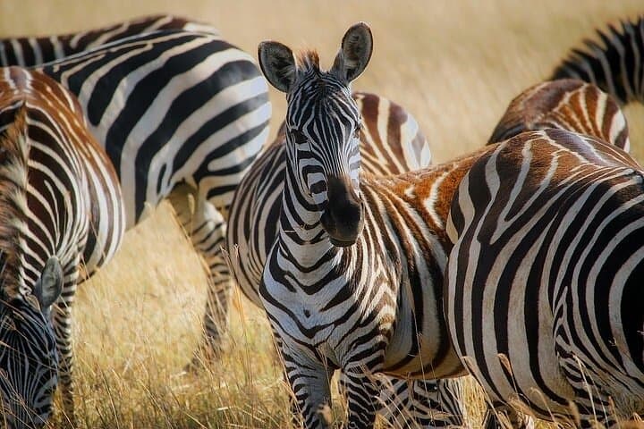 Early Morning Safari at Nairobi National Park: Wildlife and City Skyline in One Adventure photo 2