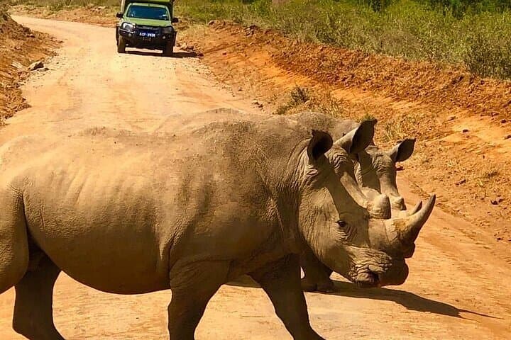 Early Morning Safari at Nairobi National Park: Wildlife and City Skyline in One Adventure photo 4
