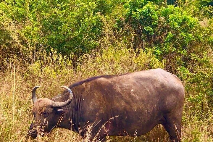 Early Morning Safari at Nairobi National Park: Wildlife and City Skyline in One Adventure photo 5