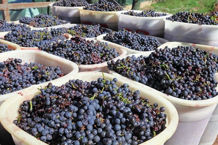 Half-Day Chianti Wine Tour from Florence: Tastings & Monteriggioni photo 6