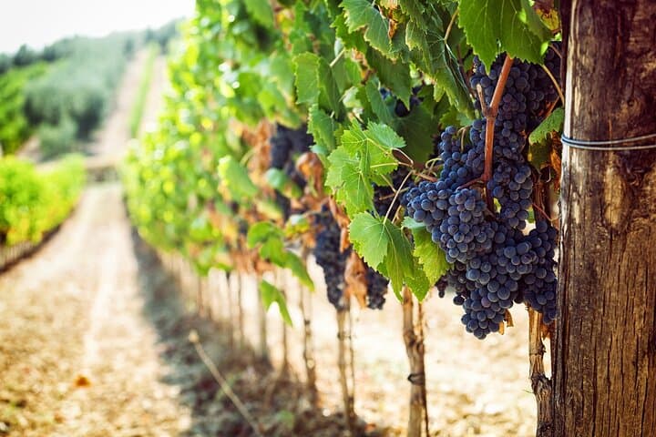 Half-Day Chianti Wine Tour from Florence: Tastings & Monteriggioni photo 4