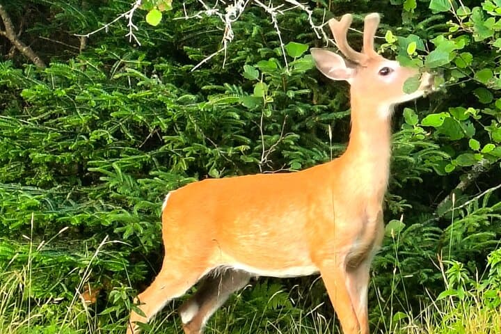 Exploring Acadia National Park: The Ultimate Wonders of Acadia Tour Experience photo 5