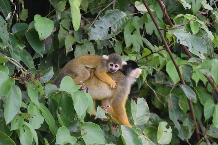4-Day Tambopata Amazon Rainforest Tour — Sandoval Lake, Kayaks & Night Safaris photo 3