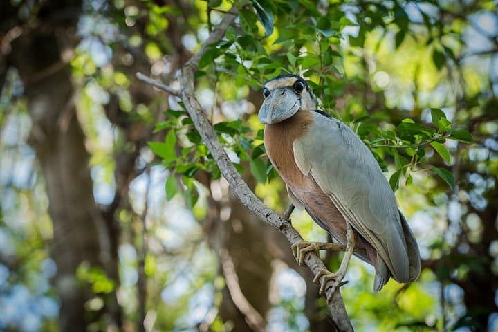 Palo Verde Boat Safari with Local Cuisine and Guaitil Pottery Workshop photo 2