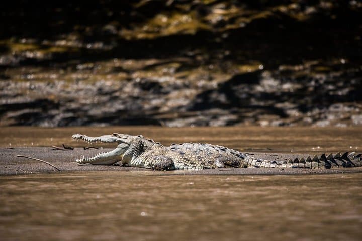 Palo Verde Boat Safari with Local Cuisine and Guaitil Pottery Workshop photo 3