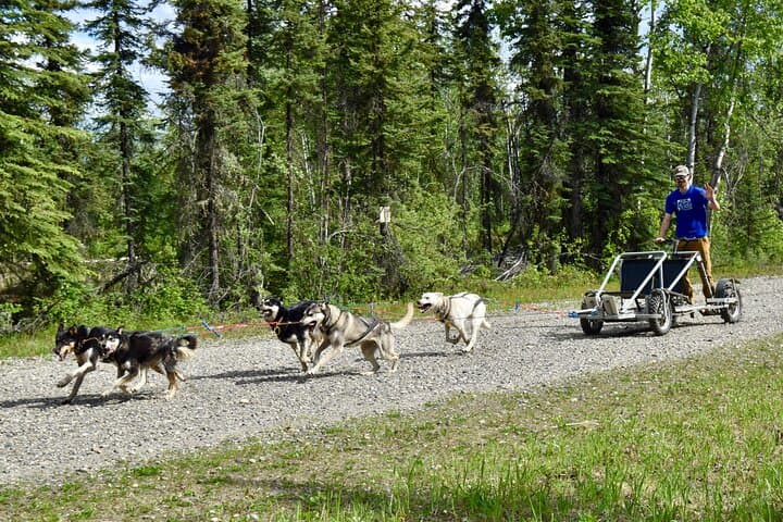 Fairbanks Sled Dog Adventure with Campfire & S'mores — Meet Alaskan Huskies Near Fairbanks photo 2
