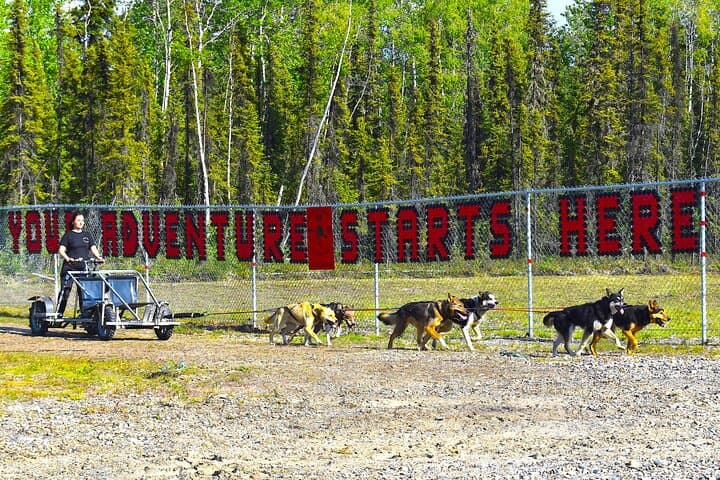 Fairbanks Sled Dog Adventure with Campfire & S'mores — Meet Alaskan Huskies Near Fairbanks photo 5