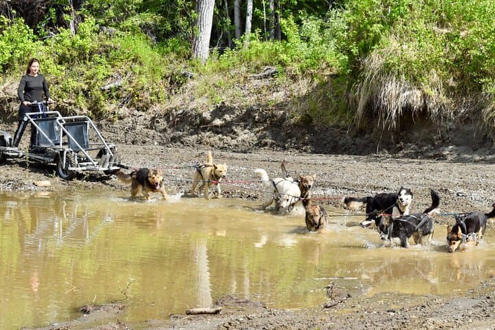 Fairbanks Sled Dog Adventure with Campfire & S'mores — Meet Alaskan Huskies Near Fairbanks photo 6