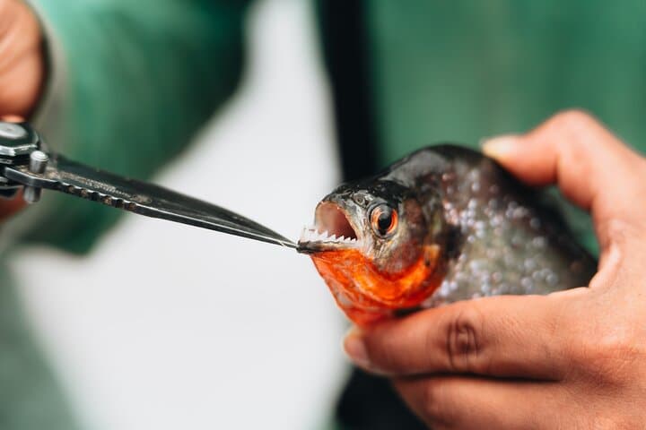 Amazon Piranha Fishing: Real Jungle Adventure from Iquitos photo 2