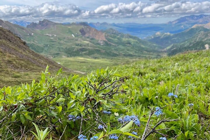 Denali 4-Hour Hiking Adventure: Explore Alaska’s Sub-Alpine Wilderness with a Naturalist Guide