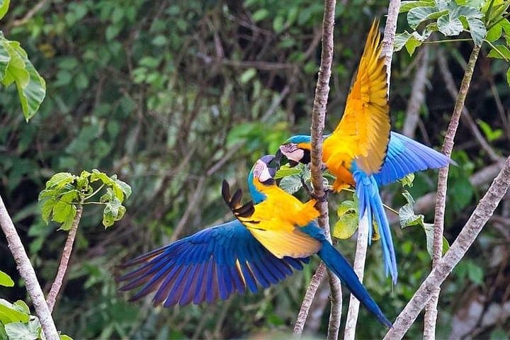 4-Day Amazon Adventure to Chuncho Macaw Clay Lick — Tambopata Wildlife, Kayaking & Zipline