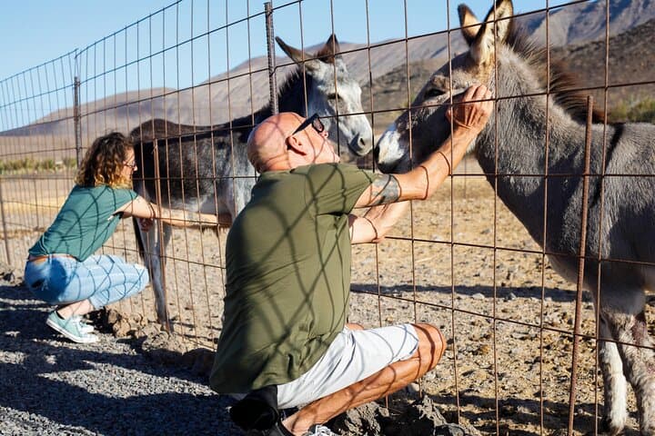 Hands-On Aloe Vera Workshop & Organic Farm Tasting in Fuerteventura