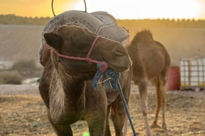 Agafay Desert Camel Ride & Sunset Dinner — Camel Trek, Berber Music and Fire Show Near Marrakech