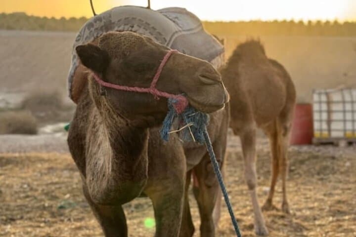 Agafay Desert Camel Ride & Sunset Dinner — Camel Trek, Berber Music and Fire Show Near Marrakech photo 5