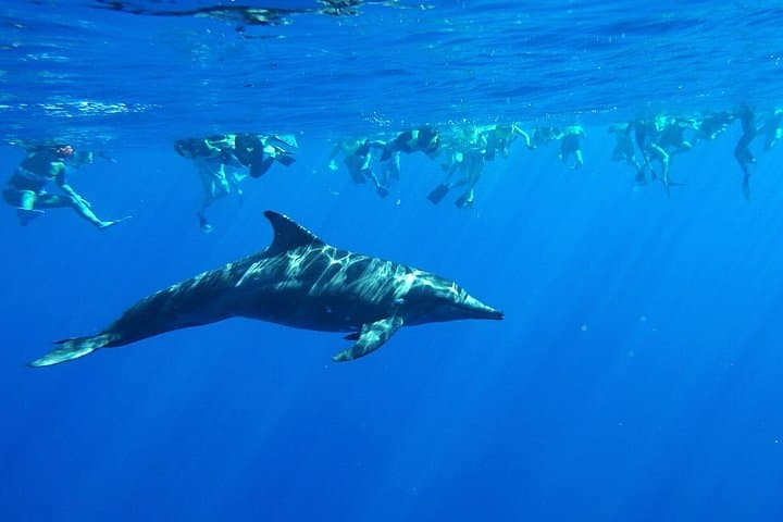 Swim with Wild Dolphins & Snorkel Makaha: Oahu Catamaran with Waterslide and Lunch photo 1