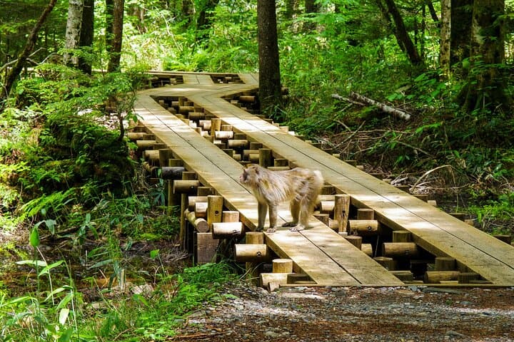 Private Kamikochi Summer Escape: Alpine Valley Wildlife & Kappa Bridge photo 3