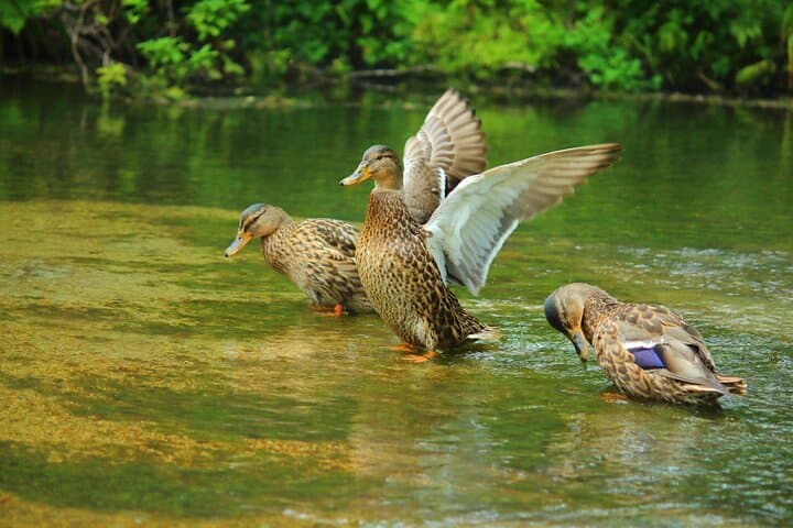 Private Kamikochi Summer Escape: Alpine Valley Wildlife & Kappa Bridge photo 4