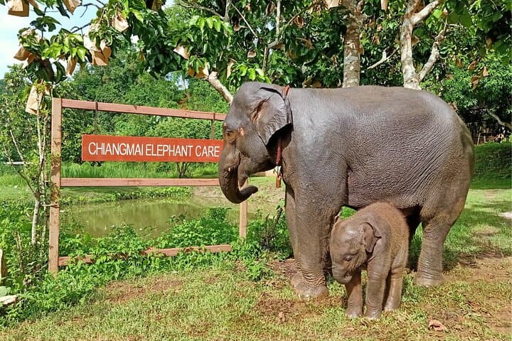 Ethical Half-Day Elephant Care Program Near Chiang Mai