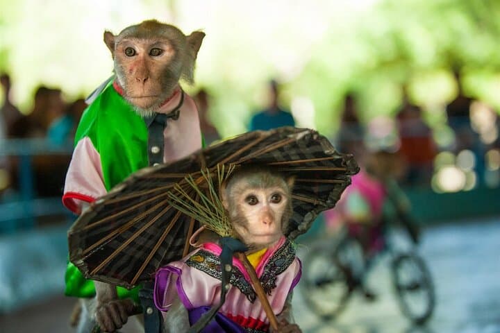Monkey & Orchid Islands Day Trip from Nha Trang — Beaches, Monkeys & Orchid Gardens photo 6