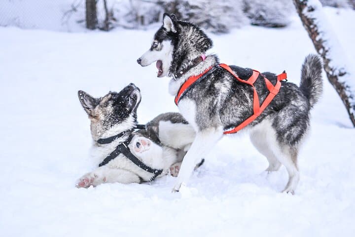 Self-Drive Husky Sled Ride in Rovaniemi: 5km Lapland Adventure photo 2