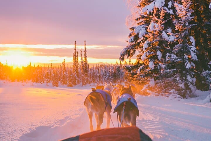 Self-Drive Husky Sled Ride in Rovaniemi: 5km Lapland Adventure photo 3