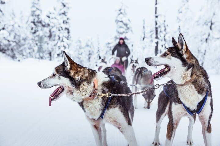 Self-Drive Husky Sled Ride in Rovaniemi: 5km Lapland Adventure photo 4