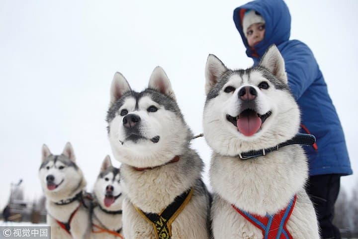 5km Husky Sled Ride in Rovaniemi — Passenger Kennel Experience in Lapland photo 5