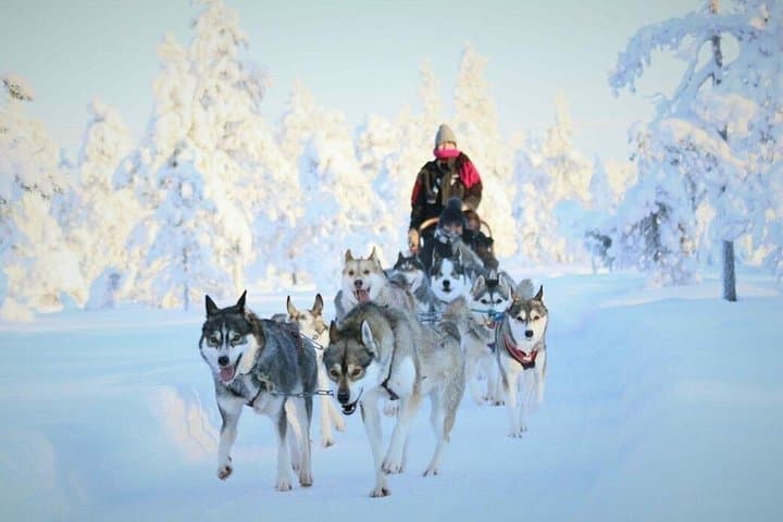 5km Husky Sled Ride in Rovaniemi — Passenger Kennel Experience in Lapland photo 6