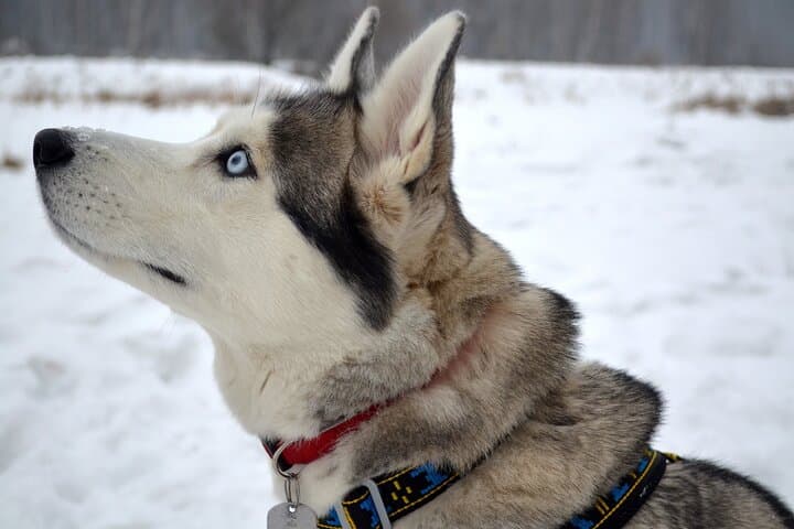 Self-Drive Husky Sled Ride in Rovaniemi: 5km Lapland Adventure photo 5